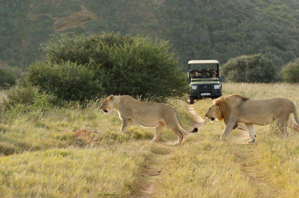 <h2>The Best of South Africa Escorted 2015</h2>13 Nights, 3 on Safari at Shamwari Game Reserve | 5 Rounds | November 1 – 15