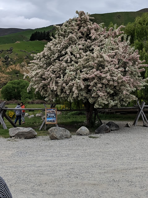 <h2>The Best of New Zealand Escorted 2018</h2>Taupo, Napier, Wellington & Queenstown