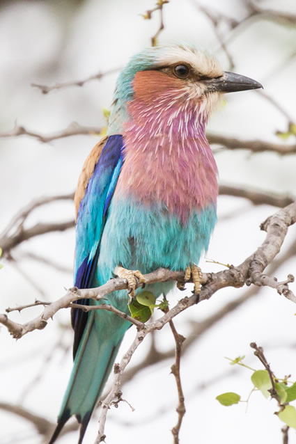 <h2>The Best of South Africa Escorted 2018</h2>Golf, Kruger Safari, Cape Town, the Winelands & Garden Route